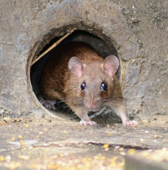 Wildlife Control Winfield Township